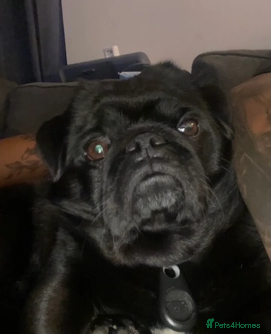 Mixed Breed dogs for sale: Meet Martin:Ready to Be Someone’s Best Friend - Advert 2