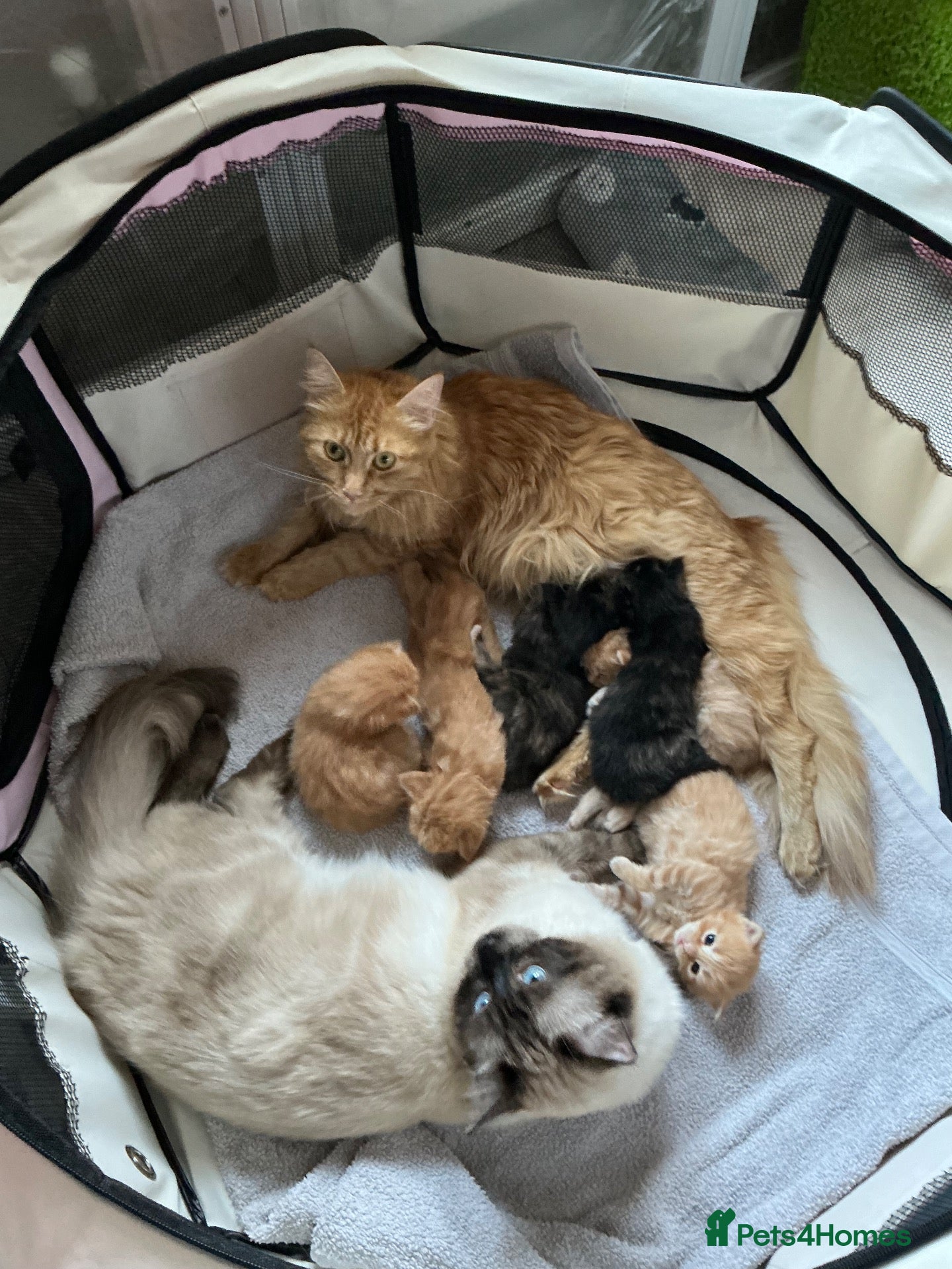 Mixed Breed cats Ragdoll/Maine Coon/Persian Mix Kittens - Advert 15