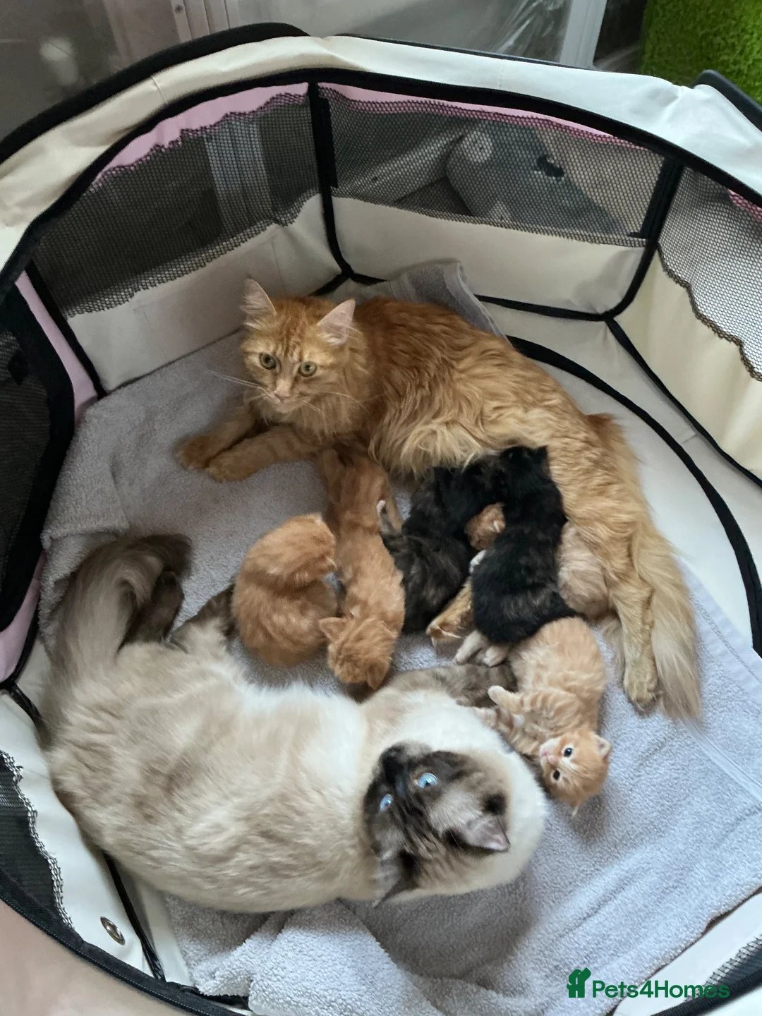 Mixed Breed cats for sale: Ragdoll/Maine Coon/Persian Mix Kittens - Advert 1