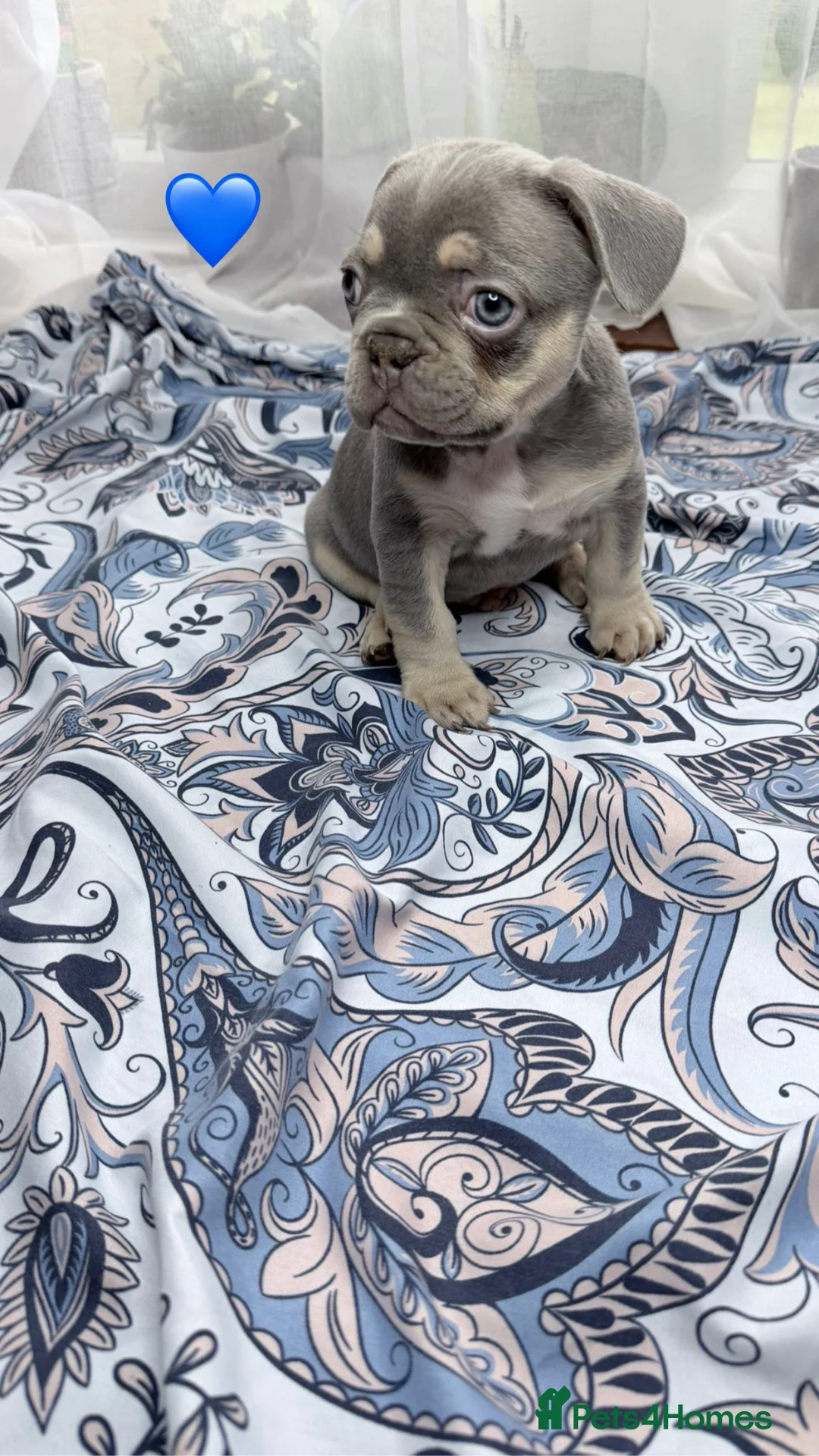 French Bulldog dogs for sale: FrenchBulldog Puppies Ready forTheirForeverHomes🐾 - Advert 21