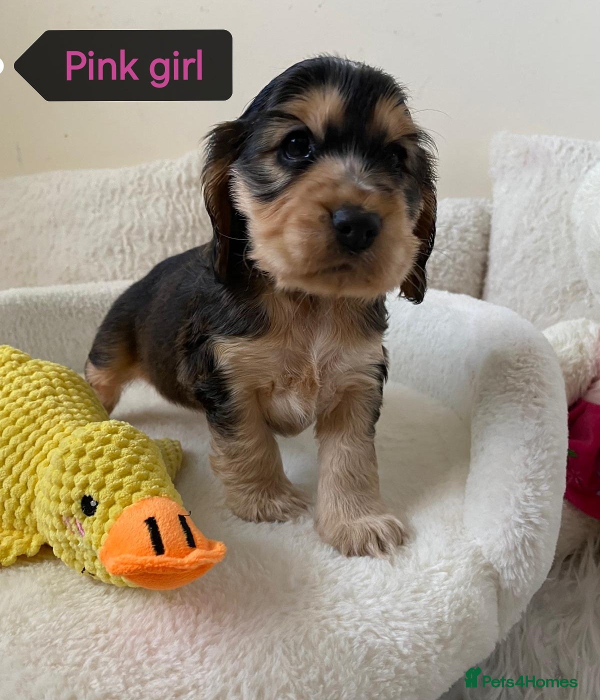 Cocker Spaniel dogs ☀️ DNA tested show type cocker spaniels puppies ☀️ - Advert 2