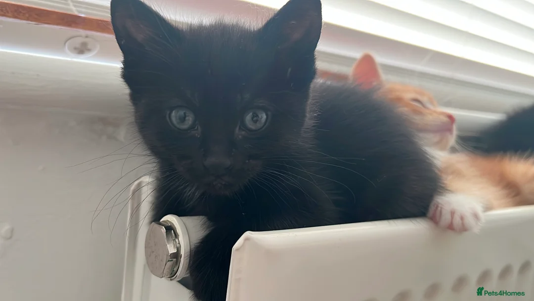 Domestic Shorthair cats for sale: Adorable Female Kittens Looking for a Loving home - Advert 8