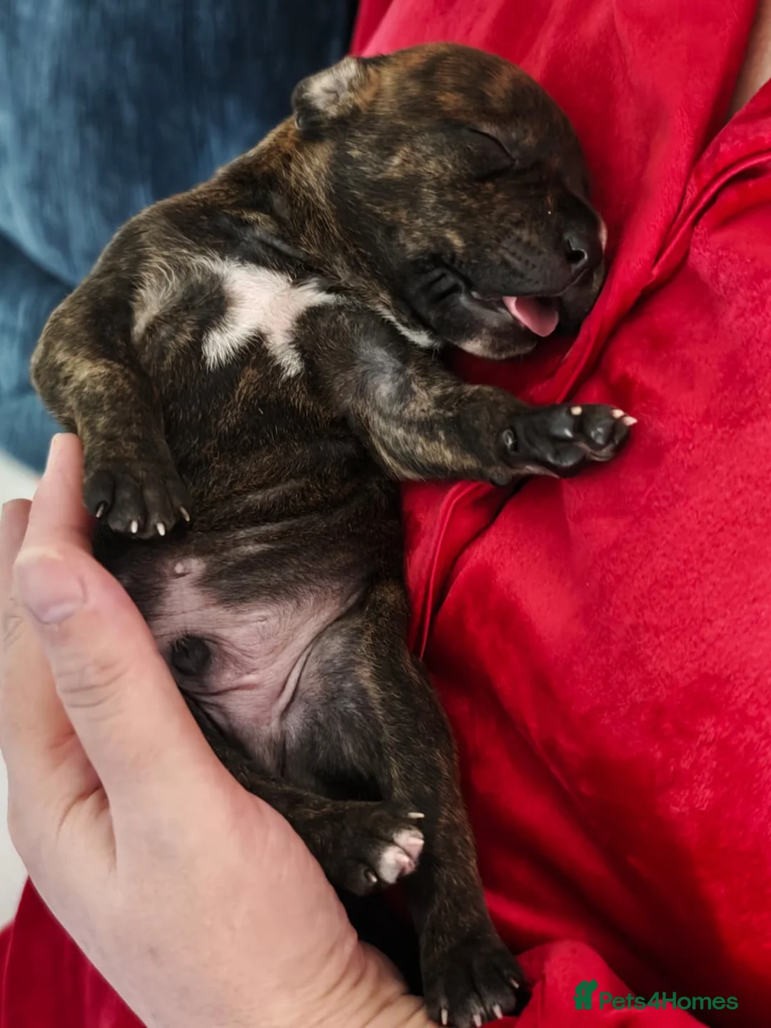 Mixed Breed dogs for sale: Mixed Staffordshire Terrier & American Bull Staffs in Sittingbourne - Advert 39