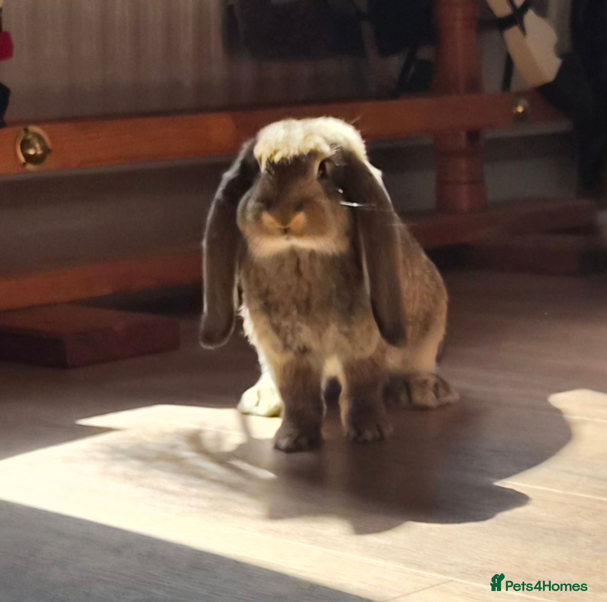 French Lop rabbits 🐰 Big ears, Big personalities 🐰 - Advert 2