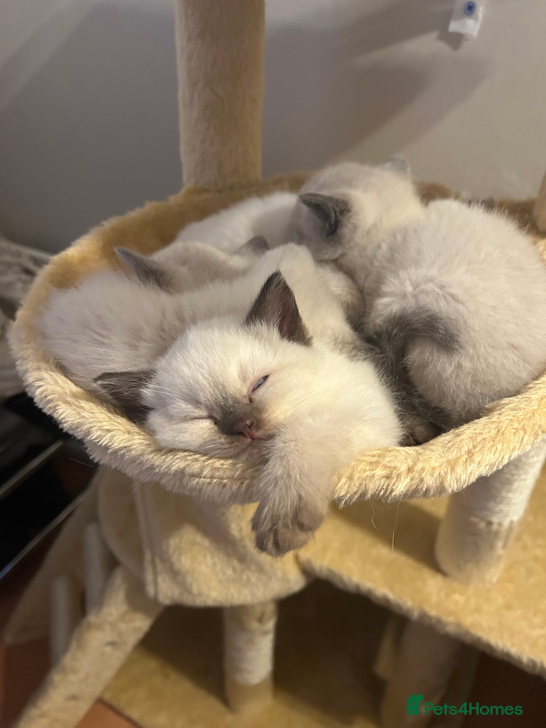 Ragdoll cats for sale: Beautiful Ragdoll x British short hair kittens - Advert 5