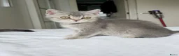 British Shorthair cats for sale: Kitten British shorthair in Hemel Hempstead - Advert 2