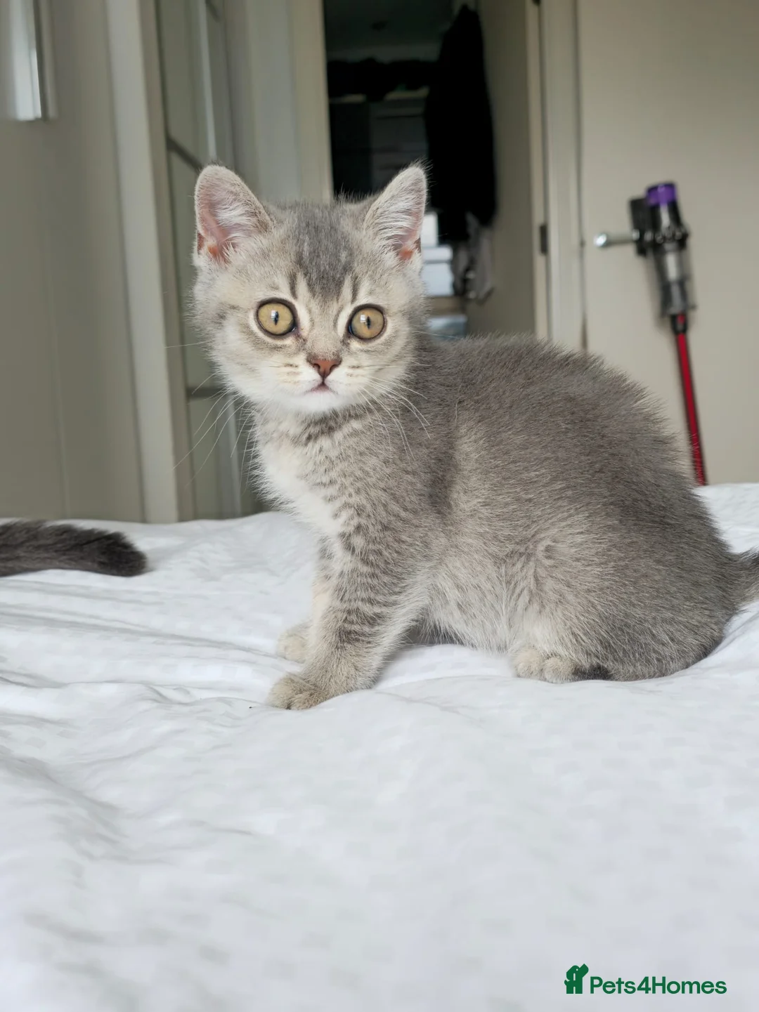 British Shorthair cats for sale: Kitten British shorthair in Hemel Hempstead - Advert 2