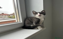 Russian Blue cats for sale: Incredible kittens  - Image 6