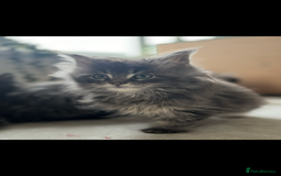 Maine Coon cats for sale: Beautiful Maine coon kittens - Image 28