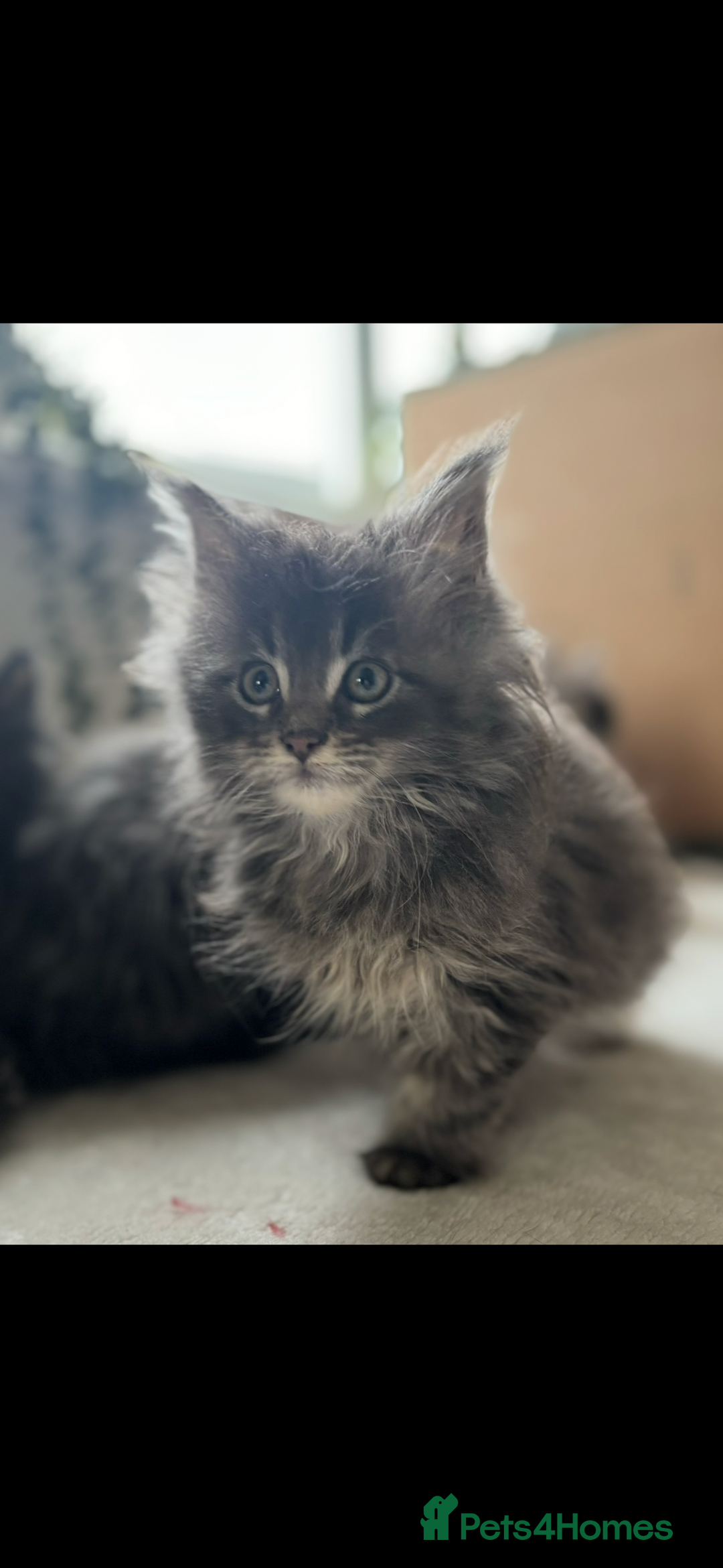 Maine Coon cats for sale: Beautiful Maine coon kittens - Image 28