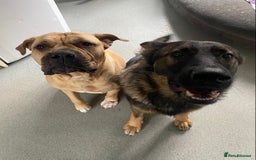 Mixed Breed dogs for sale: Bullmastiff Shepherd Hybrid  - Image 5