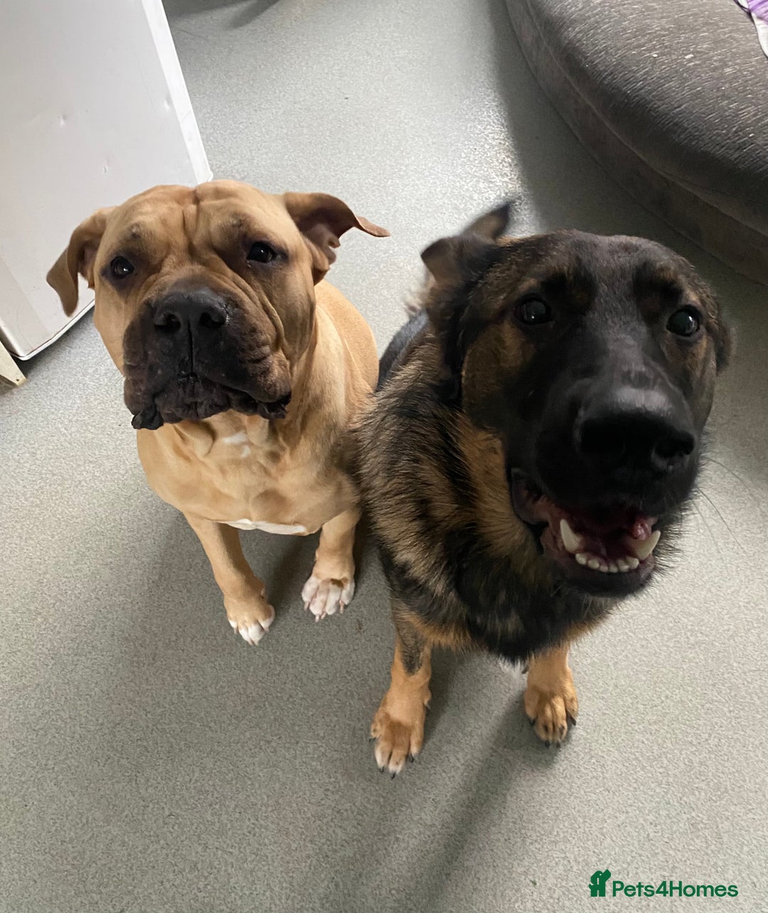 Mixed Breed dogs for sale: Bullmastiff Shepherd Hybrid  - Image 5