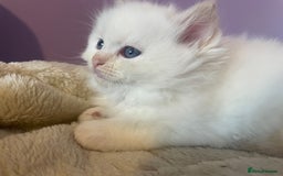 Ragdoll cats for sale:  Beautiful Ragdoll Kittens * 3 BoYs *  - Image 8