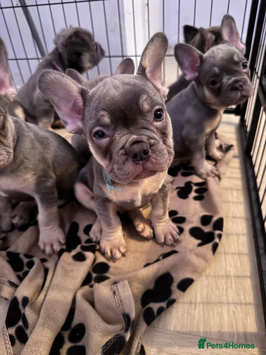 French Bulldog dogs for sale: French bulldog puppys - Advert 19