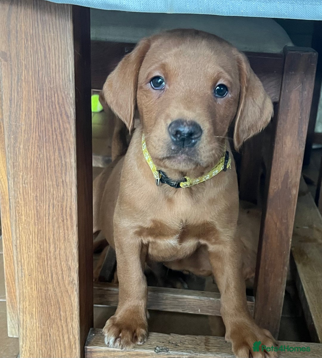 Labrador Retriever dogs for sale: Fox Red Labrador puppies - Advert 2