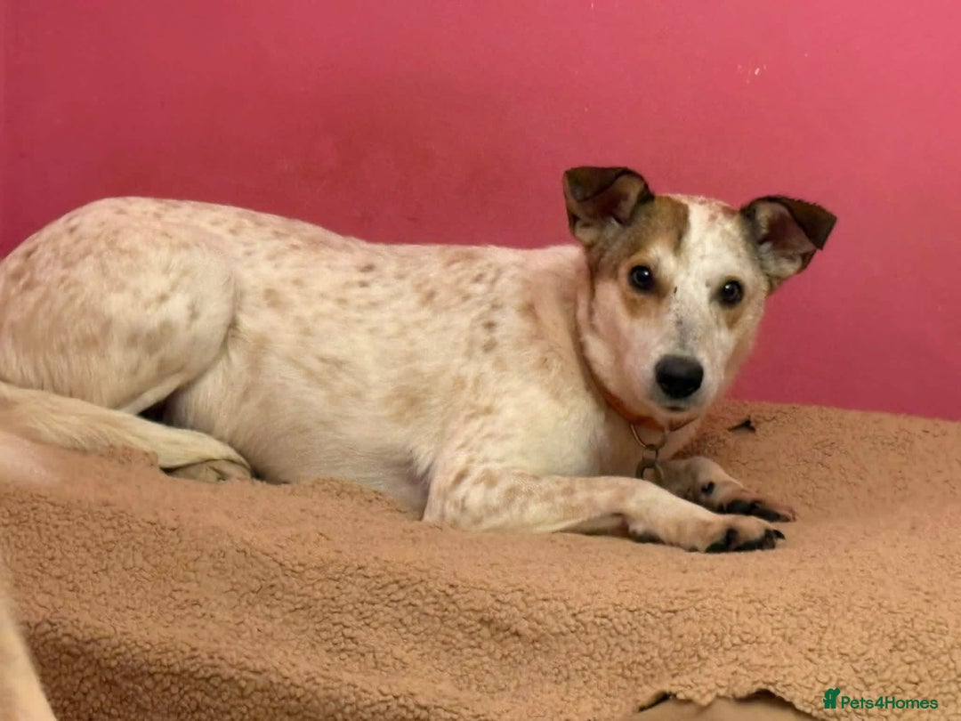 Mixed Breed dogs for adoption: Trinity - Norwich Norfolk  - Advert 4