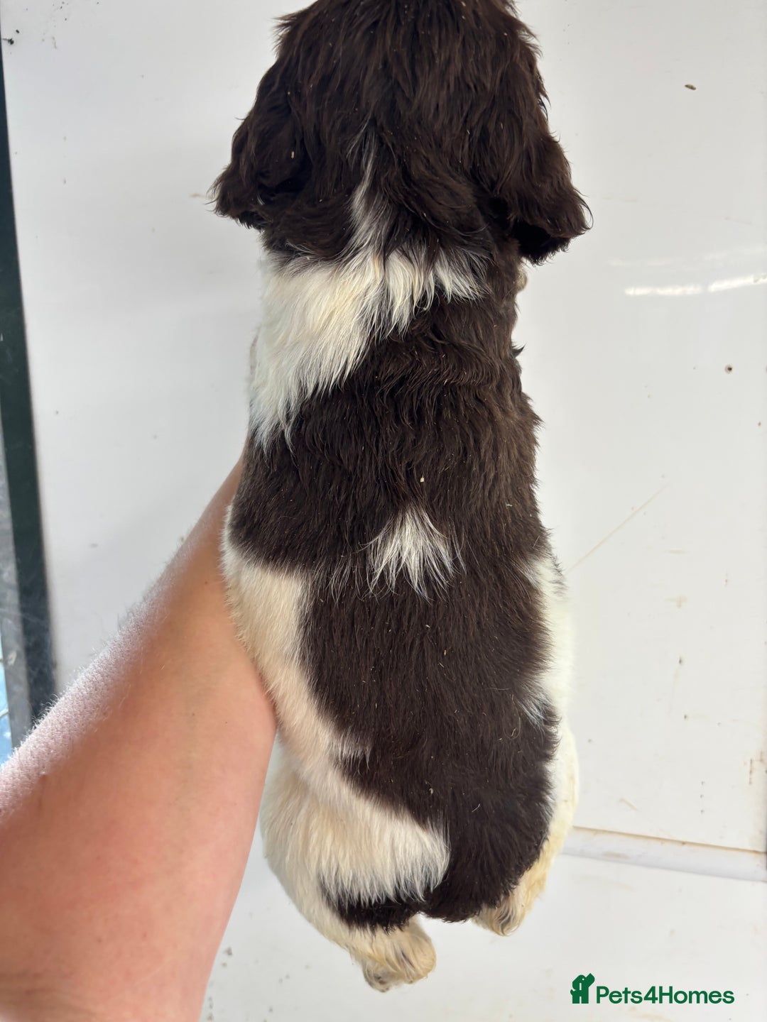 English Springer Spaniel dogs for sale: Springer Spaniel Puppies Ready to go - Image 14