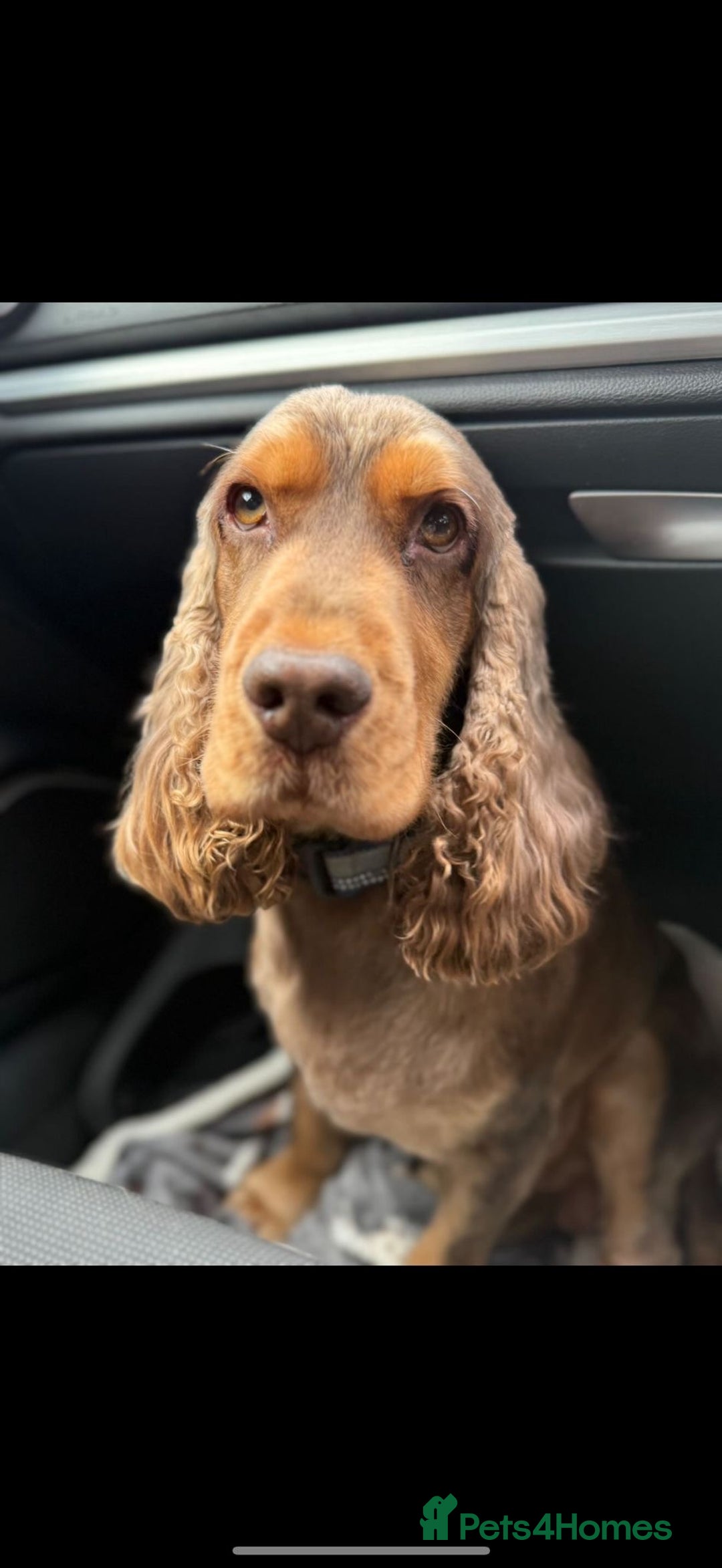 Cocker Spaniel dogs for sale: Chocolate sable show cocker spaniel  - Image 2