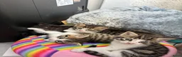 Mixed Breed cats for sale: 3 boys and 1 girl available  in Glasgow - Advert 7