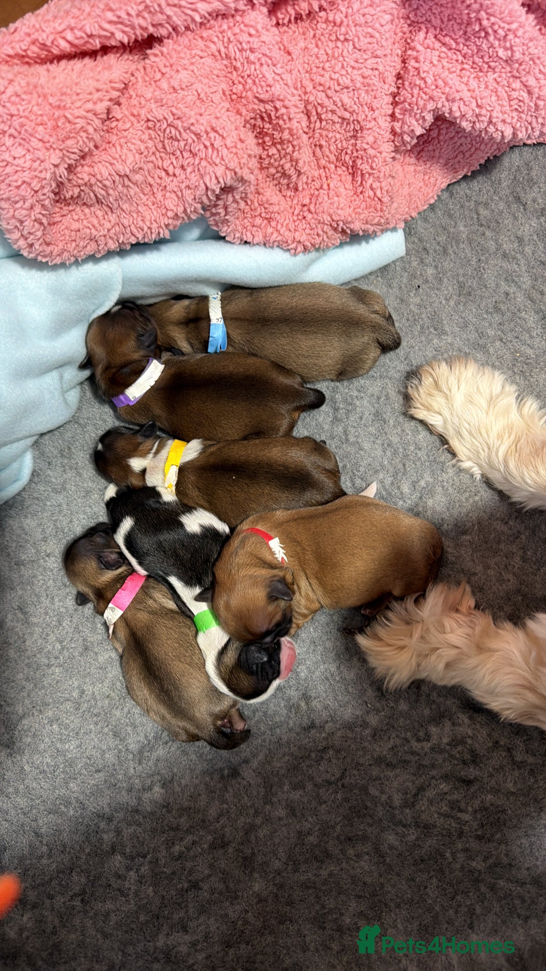 Shih Tzu dogs for sale: Shih Tzu puppy’s  - Advert 14