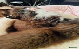 Ragdoll cats for sale: Ragdoll mix - Image 1