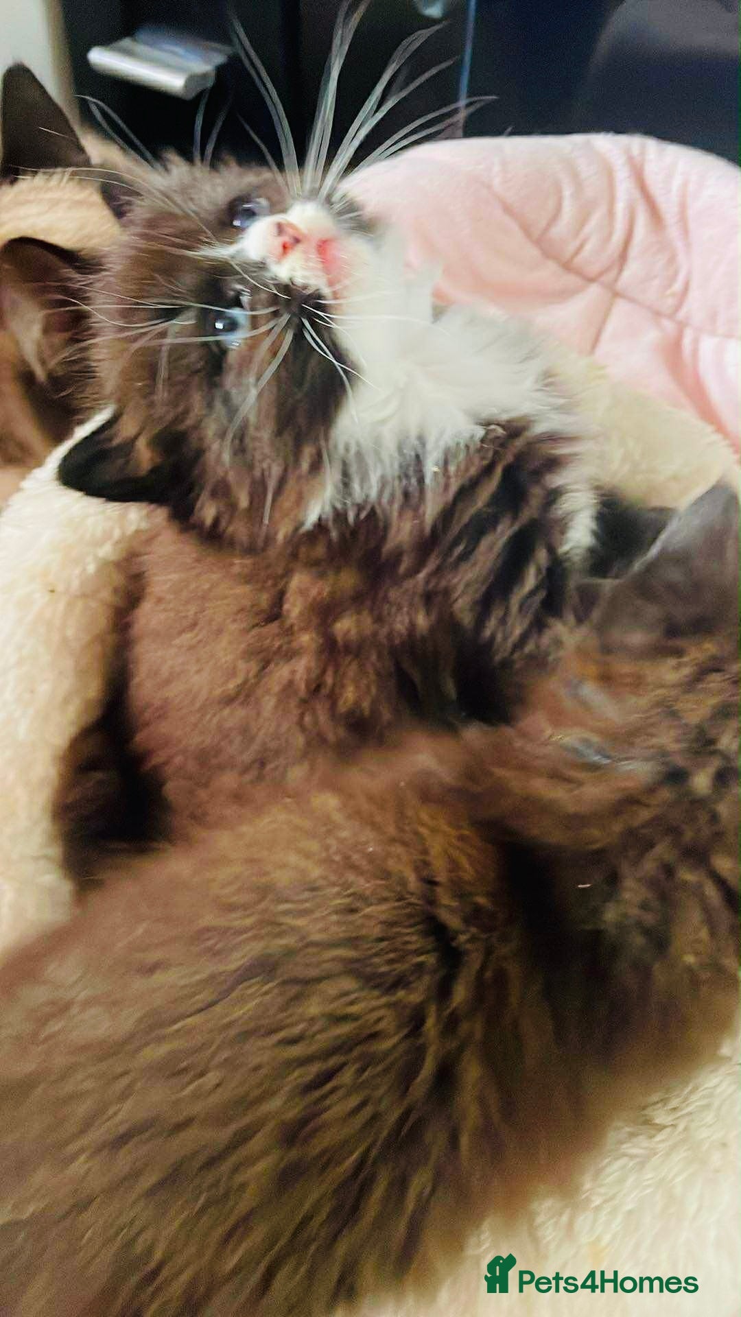 Ragdoll cats for sale: Ragdoll mix - Image 1