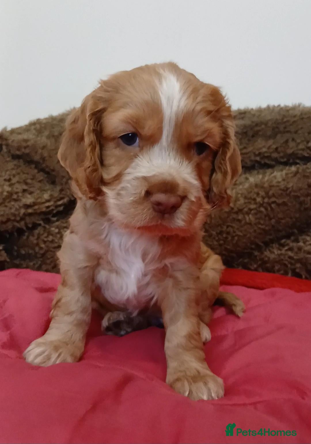 Sprocker dogs Sprocker x Cocker Spaniel Puppies - Advert 7