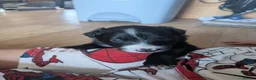 Mixed Breed dogs for sale: Welsh collie puppies  - Advert 7