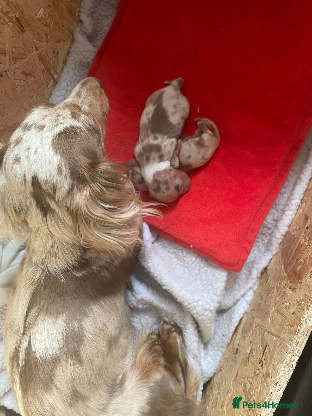 Miniature Dachshund dogs for sale: long haired miniature isabella dapple puppies  - Image 3