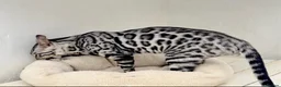 Bengal cats for sale: Stunning Neutered Bengal Male Silverstorm Trooper - Advert 3