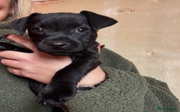 Patterdale Terrier dogs for sale: Patterdale puppy  - Advert 5