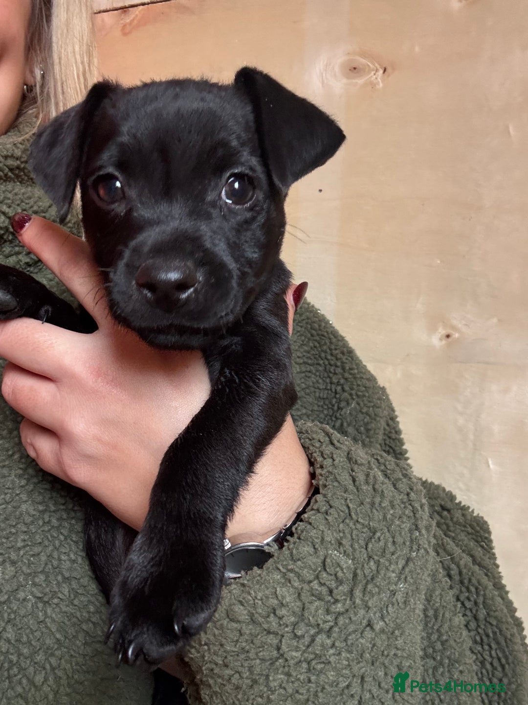 Patterdale Terrier dogs for sale: Patterdale puppy  - Advert 5