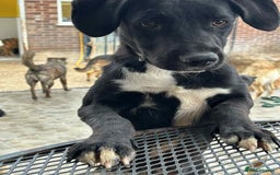 Mixed Breed dogs for adoption: Barney - Norwich norfolk  - Image 11