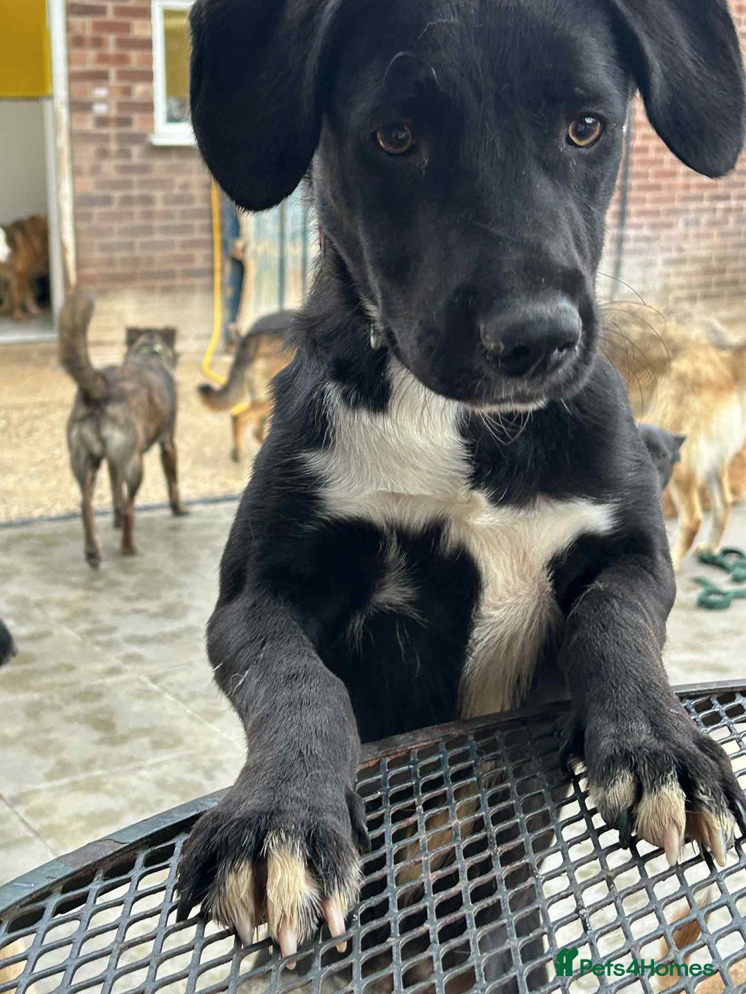Mixed Breed dogs for adoption: Barney - Norwich norfolk  - Image 11