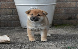 Japanese Shiba Inu dogs for sale: Health tested Japanese Shiba Inu Puppies - Image 18