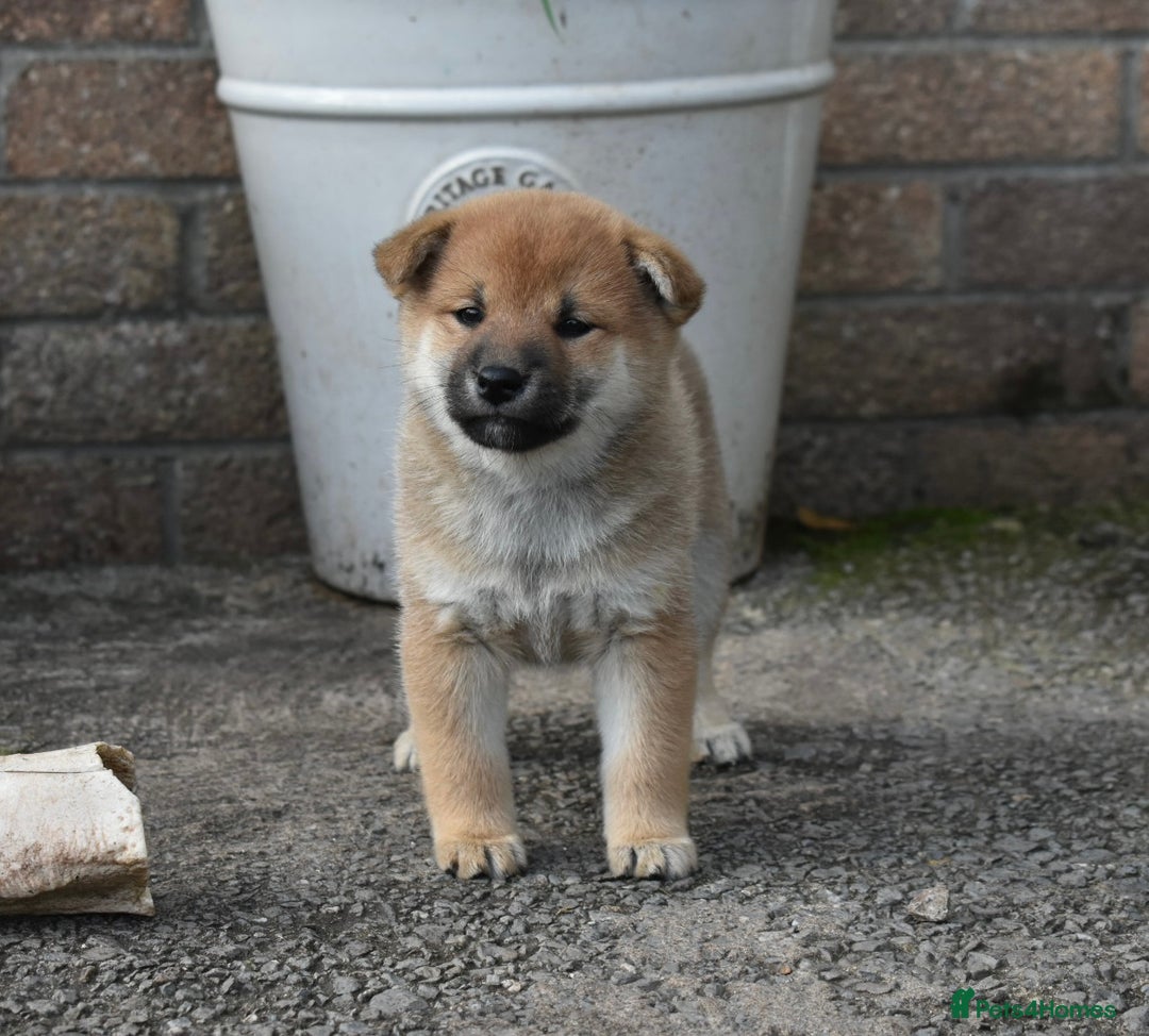 Japanese Shiba Inu dogs for sale: Health tested Japanese Shiba Inu Puppies - Image 18