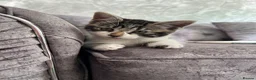 Domestic Shorthair cats for sale: 5 Tabby kittens - Advert 11