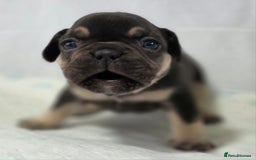 French Bulldog dogs for sale: TOP QUALITY KC REG FRENCHIES AVAILABLE  - Image 19