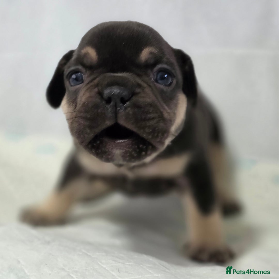 French Bulldog dogs for sale: TOP QUALITY KC REG FRENCHIES AVAILABLE  - Image 19