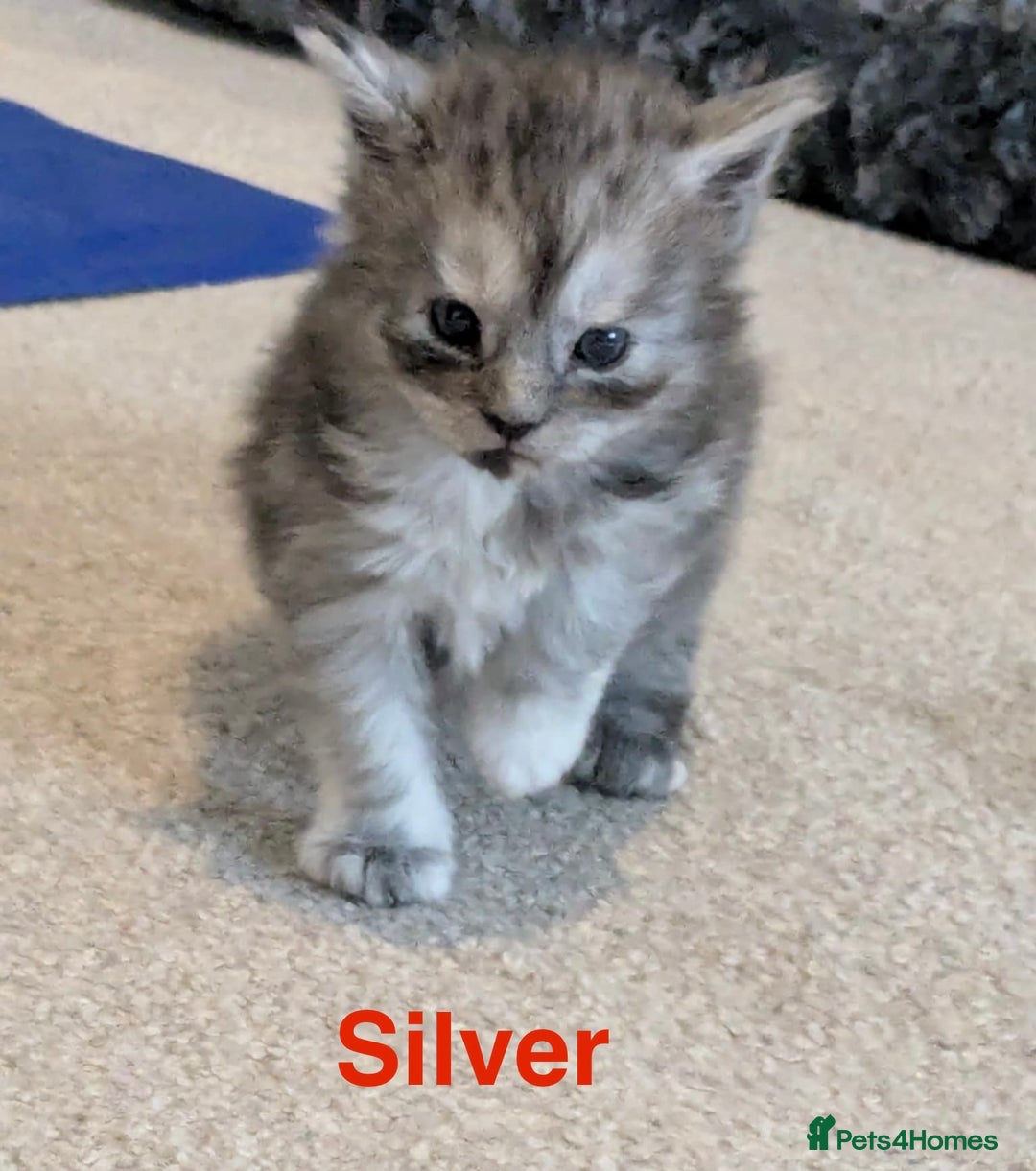 Maine Coon cats for sale: 3 beautiful Maine coon kittens  - Image 6