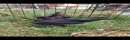 Chickens poultry for sale: Old English Game Bantams in Stratford-upon-Avon - Advert 3