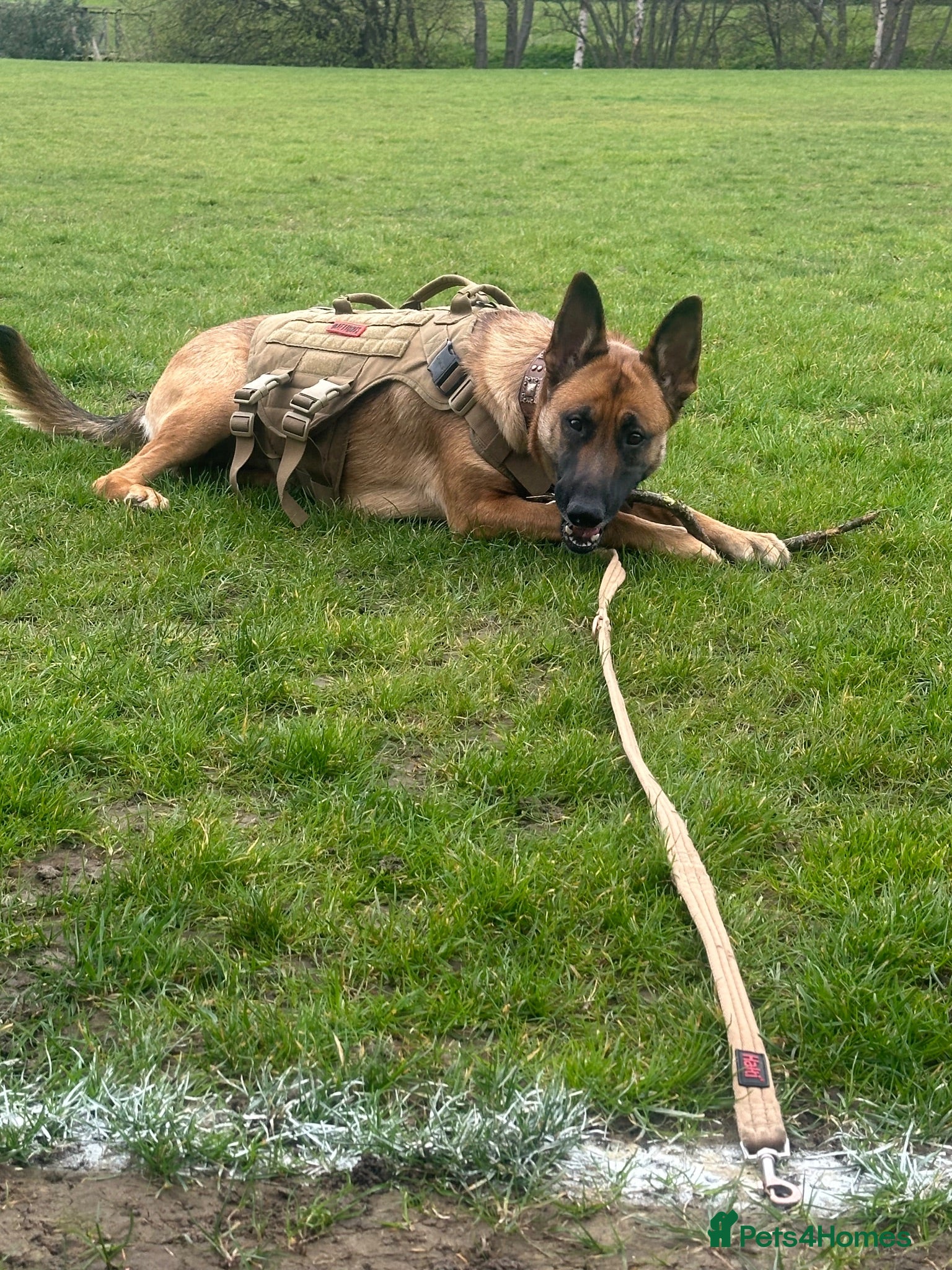 Mixed Breed dogs Beautiful Belgium Malinois cross puppy’s for sale  - Advert 1