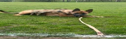Mixed Breed dogs for sale: Beautiful Belgium Malinois cross puppy’s for sale  - Advert 1