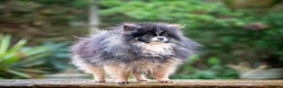 Pomeranian dogs for stud: Unique Tri colour kc Registered Pomeranian stud  in Pontefract - Advert 3