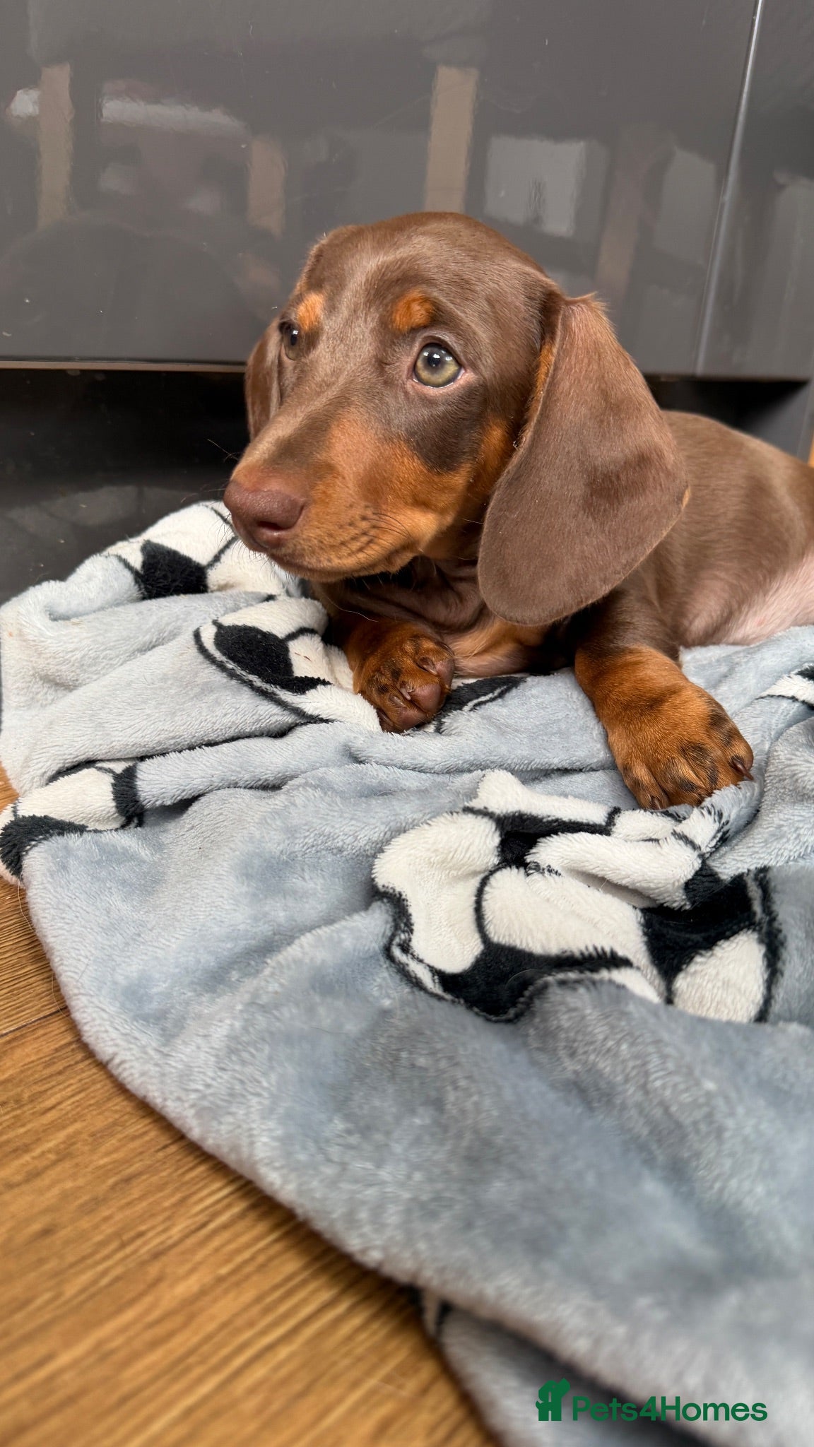 Miniature Dachshund dogs Price Reduced to Help Our Beautiful  Forever Home - Advert 2