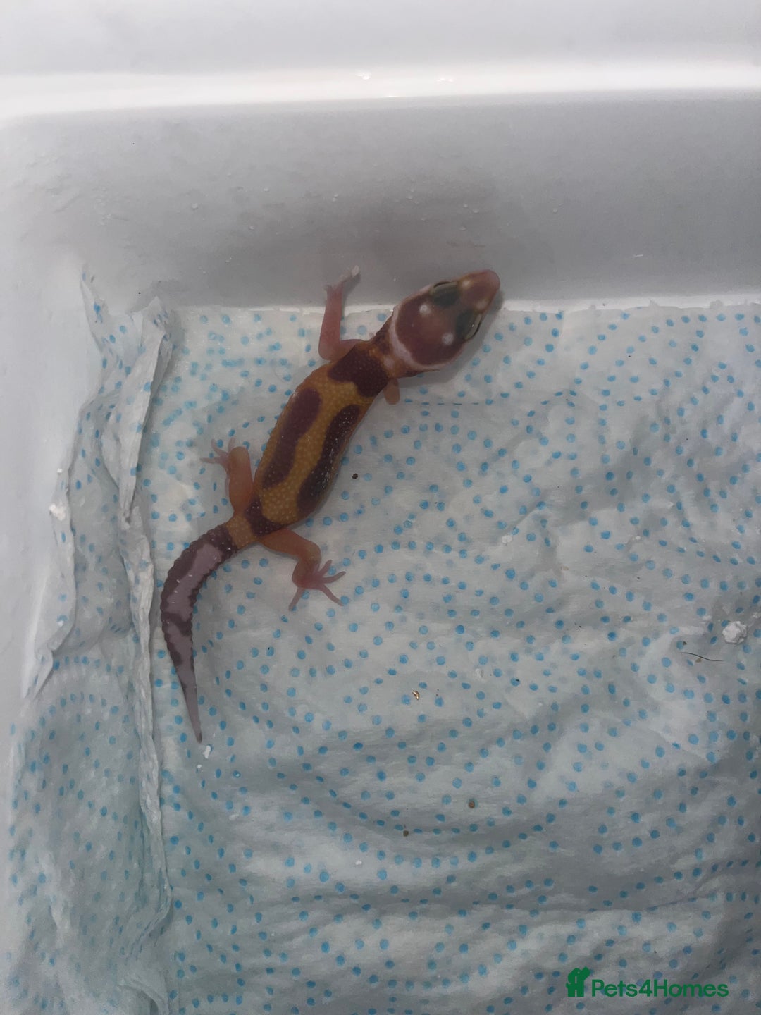 Leopard Gecko reptiles for sale: Baby leopard geckos for sale - Image 6