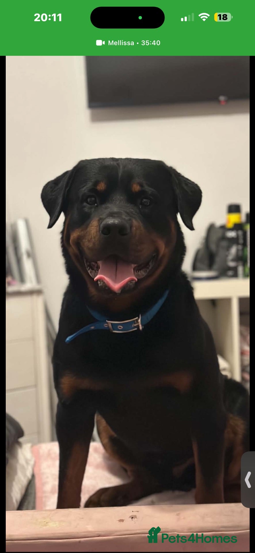 Rottweiler dogs Rottweiler Stud - Advert 1