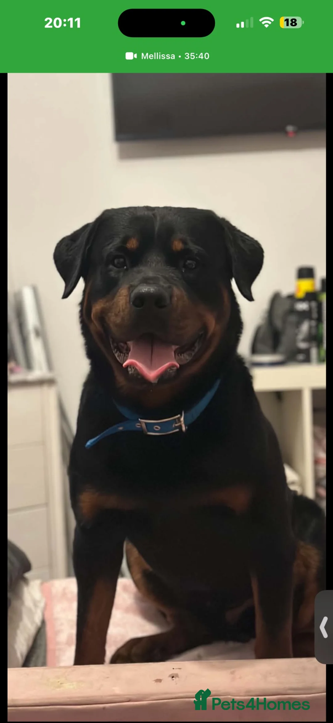 Rottweiler dogs for stud: Rottweiler Stud - Advert 1