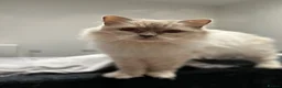 Ragdoll cats for sale: Beautiful Bonded Boy & Girl  in Derby - Advert 2