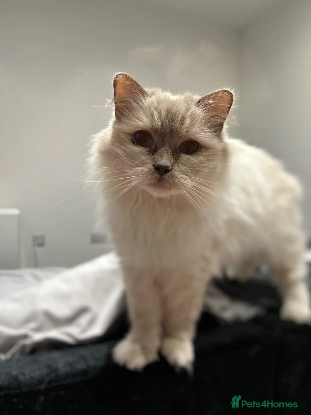 Ragdoll cats for sale: Beautiful Bonded Boy & Girl  in Derby - Advert 2